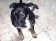 Estrelinha