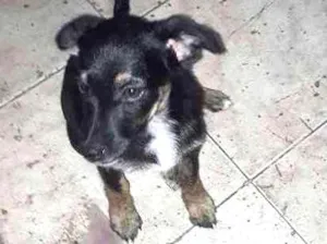 Cachorro raça Srd idade 2 a 6 meses nome Estrelinha