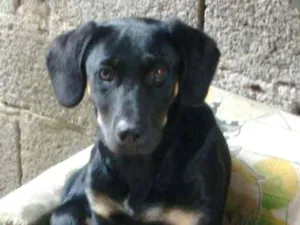 Cachorro raça Rottwaler misturado idade 2 a 6 meses nome Luna