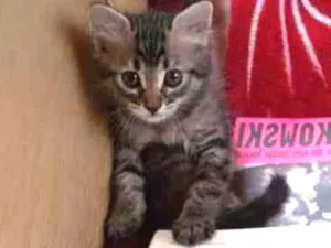 Gato raça  idade Abaixo de 2 meses nome Filhote