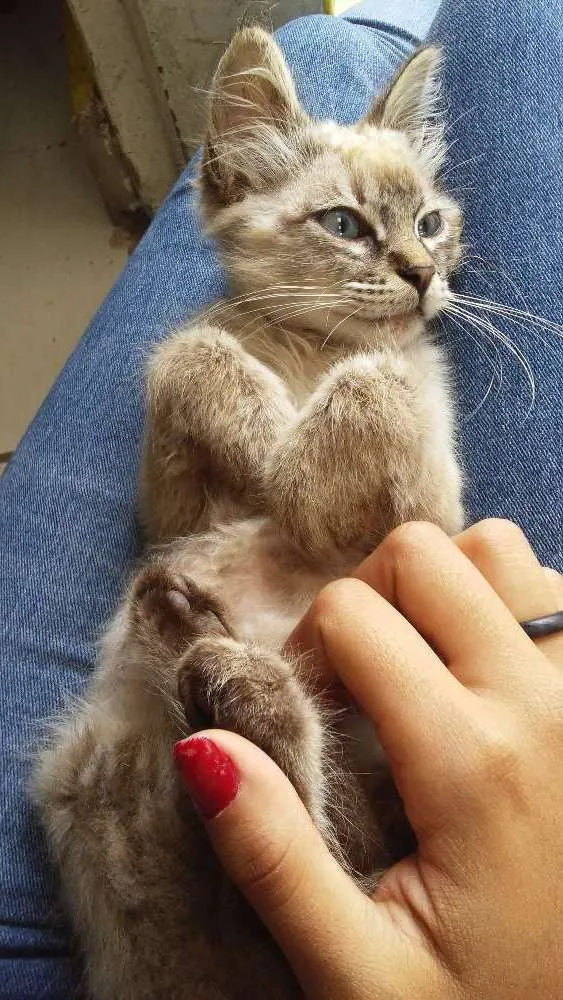 Gato ra a Siamês idade 2 a 6 meses nome Leon