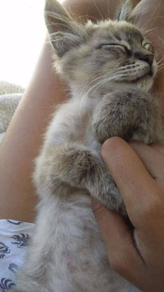 Gato ra a Siamês idade 2 a 6 meses nome Leon