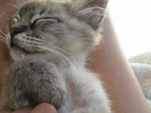 Gato raça Siamês idade 2 a 6 meses nome Leon