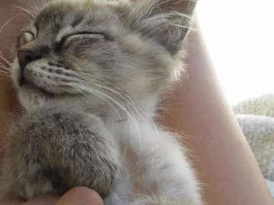 Gato ra a Siamês idade 2 a 6 meses nome Leon