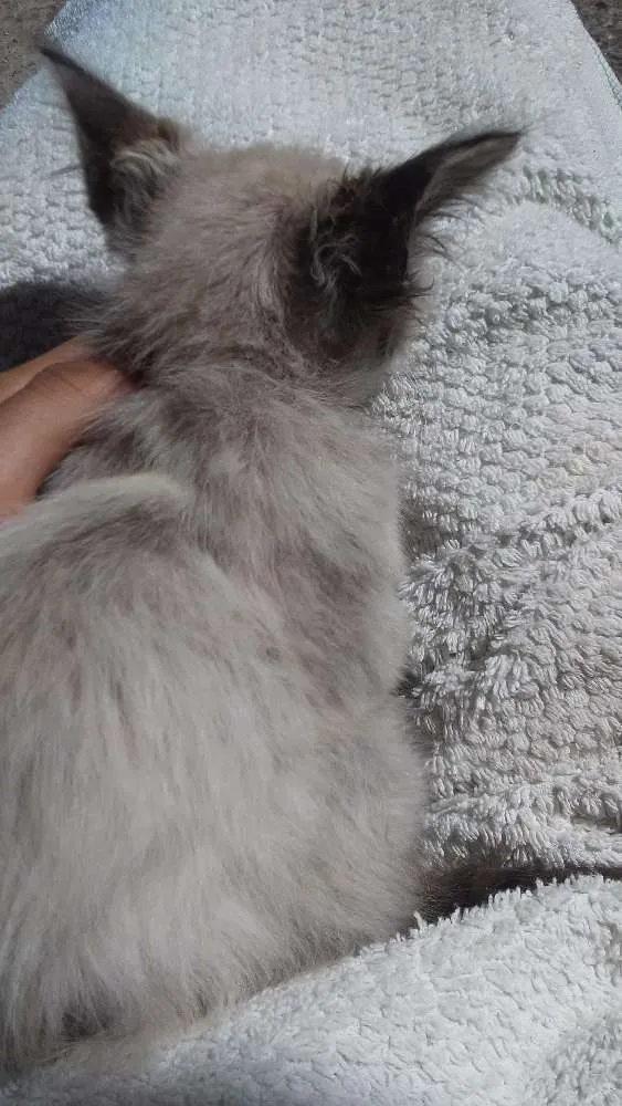 Gato ra a Siamês idade 2 a 6 meses nome Leon