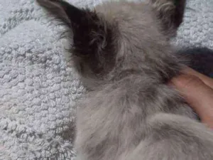 Gato raça Siamês idade 2 a 6 meses nome Leon