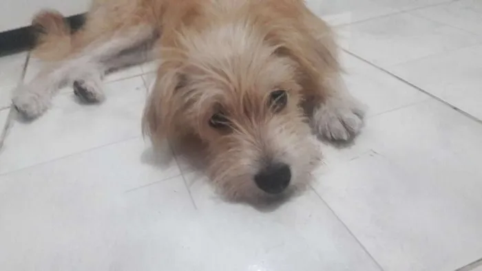 Cachorro ra a Vira lata idade 1 ano nome Mel