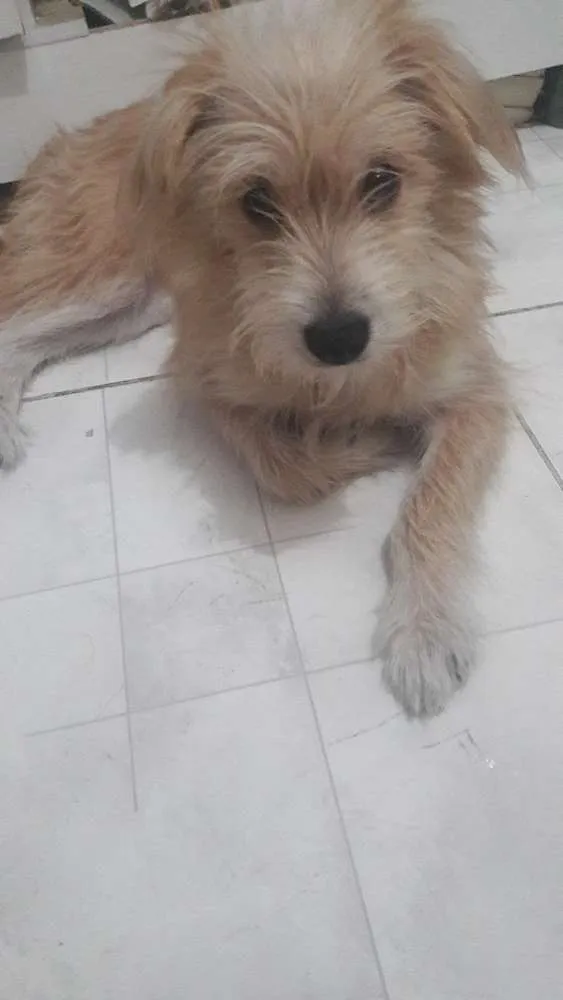 Cachorro ra a Vira lata idade 1 ano nome Mel