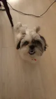 tufão
