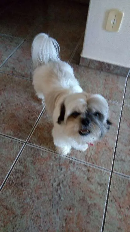 Cachorro ra a shih tzu idade 5 anos nome tufão