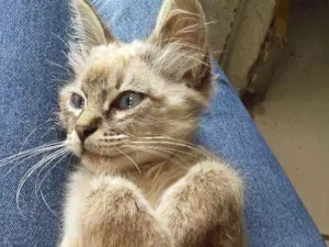 Gato raça Siamês idade 2 a 6 meses nome Leon