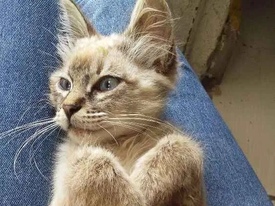 Gato ra a Siamês idade 2 a 6 meses nome Leon