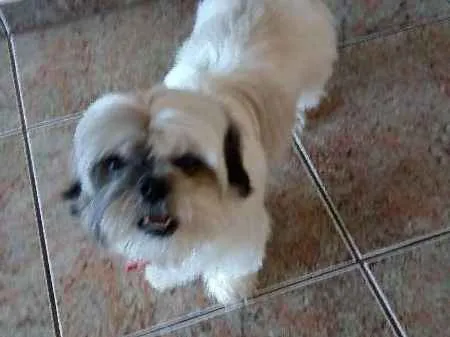 Cachorro ra a shih tzu idade 5 anos nome tufão