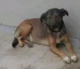 Belinha