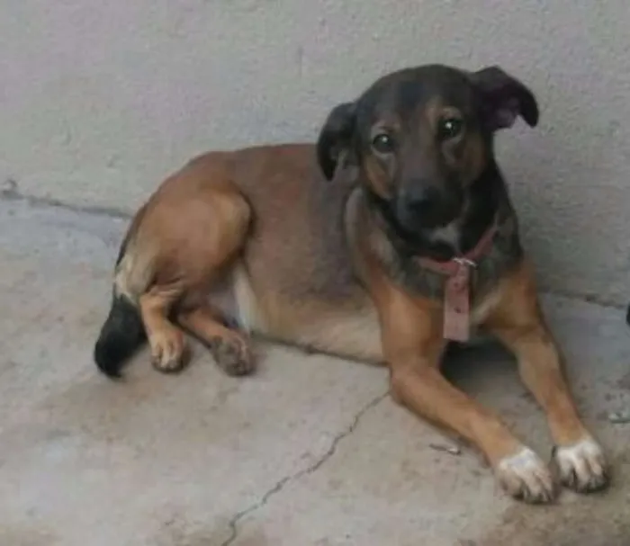 Cachorro raça  idade 1 ano nome Belinha