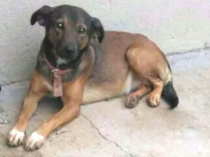 Cachorro raça  idade 1 ano nome Belinha