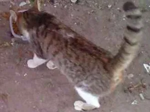 Gato raça srd idade  nome rose