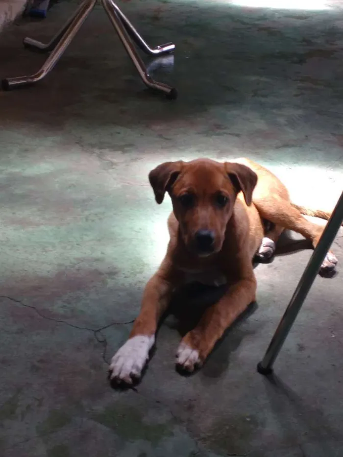 Cachorro ra a Mestiço  idade 2 a 6 meses nome Bob