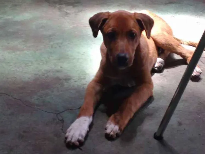 Cachorro ra a Mestiço  idade 2 a 6 meses nome Bob