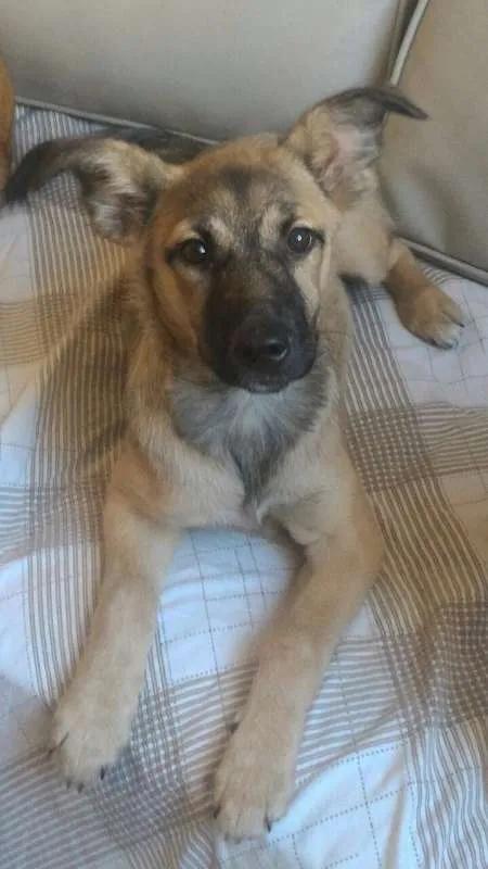 Cachorro raça SRD idade 1 ano nome Bisteca