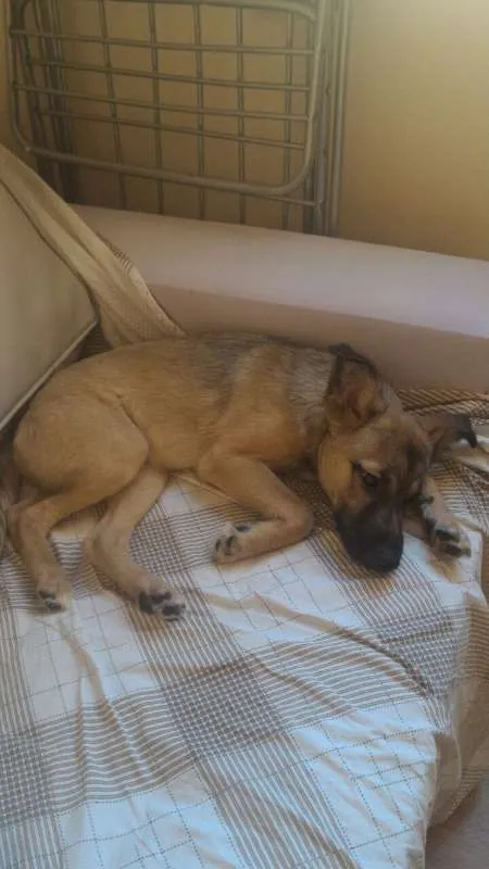 Cachorro raça SRD idade 1 ano nome Bisteca