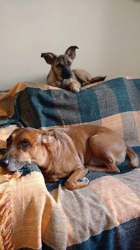 Cachorro raça SRD idade 1 ano nome Bisteca