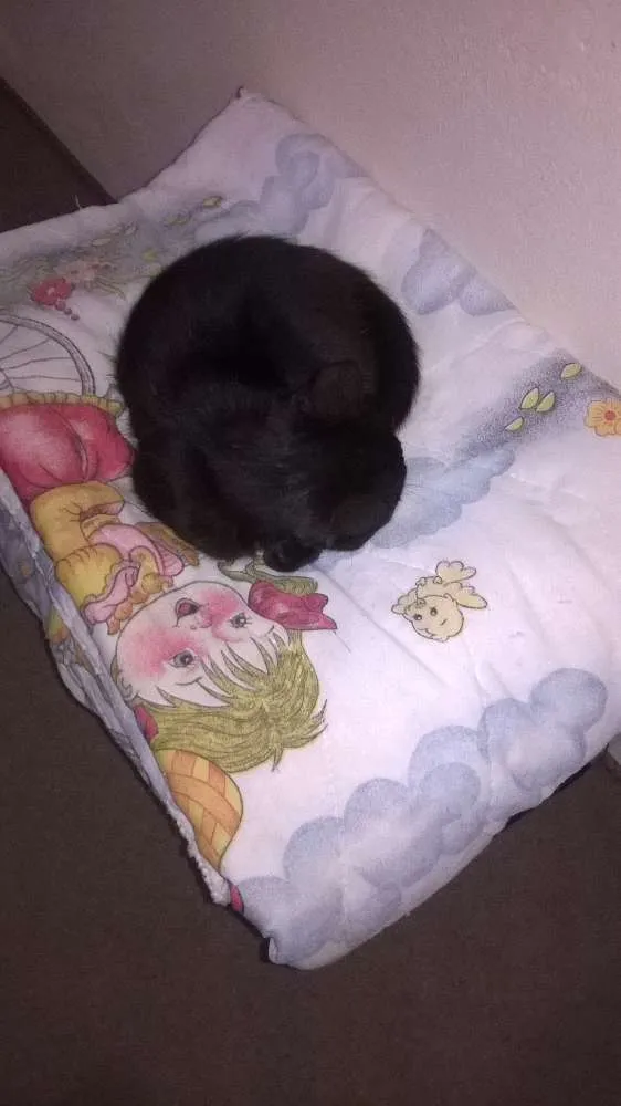 Gato ra a  idade 2 a 6 meses nome Luke 