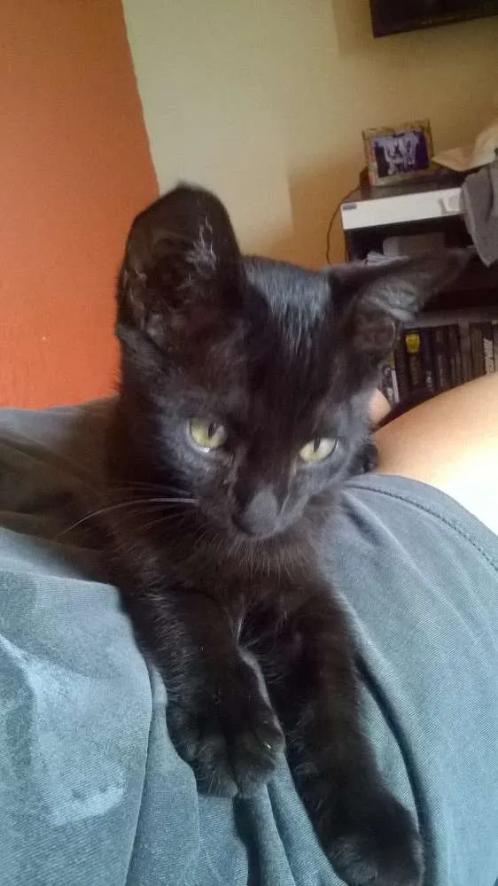 Gato ra a  idade 2 a 6 meses nome Luke 
