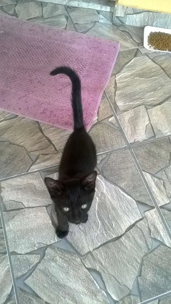 Gato ra a  idade 2 a 6 meses nome Luke 