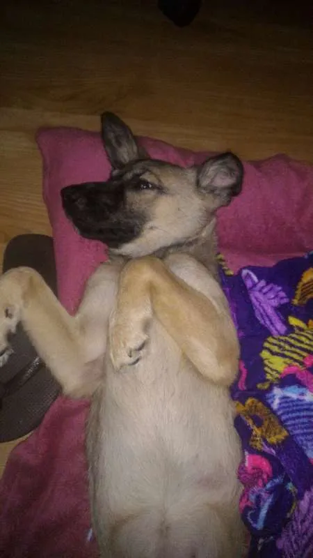 Cachorro raça SRD idade 1 ano nome Bisteca