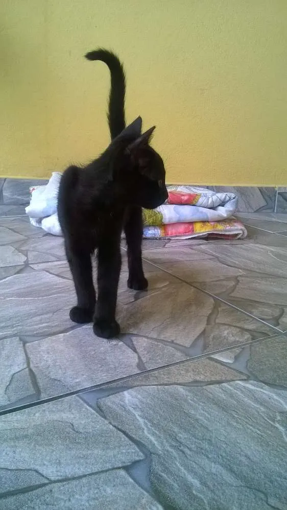 Gato ra a  idade 2 a 6 meses nome Luke 