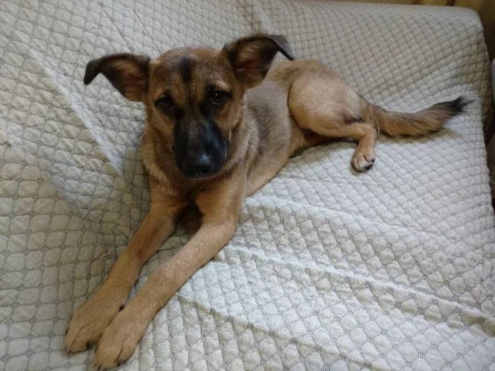 Cachorro raça SRD idade 1 ano nome Bisteca