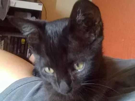 Gato ra a  idade 2 a 6 meses nome Luke 