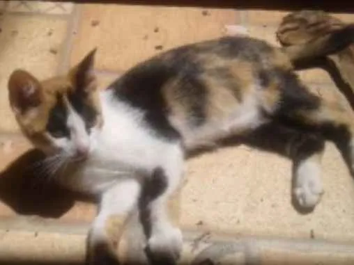 Gato ra a Nenhuma  idade 2 a 6 meses nome Sem nome 