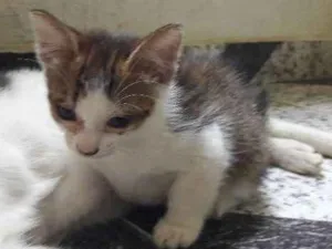 Gato raça Vira lata idade Abaixo de 2 meses nome Marrie