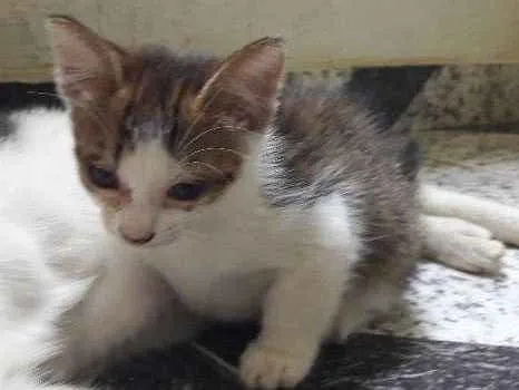 Gato ra a Vira lata idade Abaixo de 2 meses nome Marrie