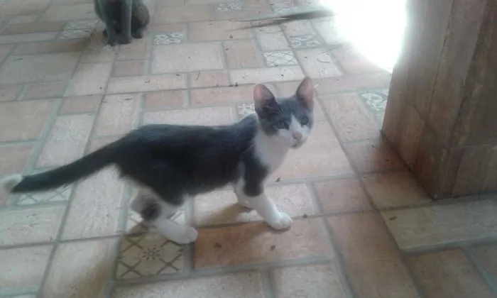 Gato ra a Nenhuma  idade 2 a 6 meses nome Morgado
