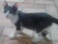 Morgado