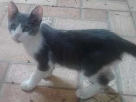 Gato ra a Nenhuma  idade 2 a 6 meses nome Morgado