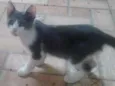 Morgado