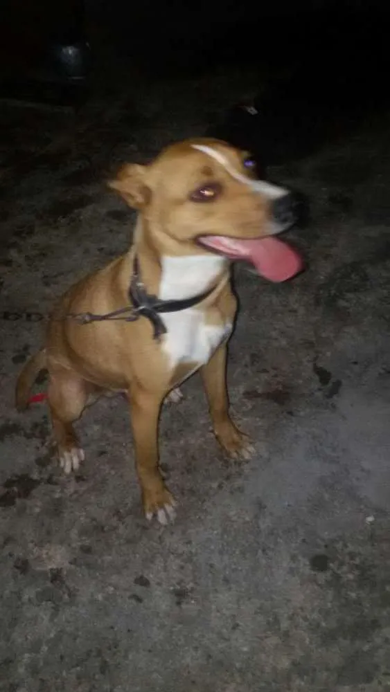 Cachorro ra a SDR idade 7 a 11 meses nome sansão