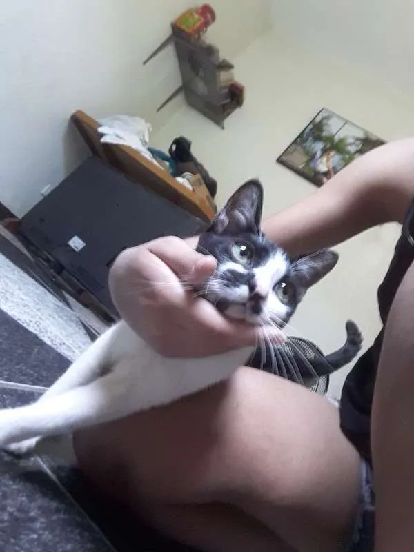 Gato ra a Vira lata idade 7 a 11 meses nome Izabel