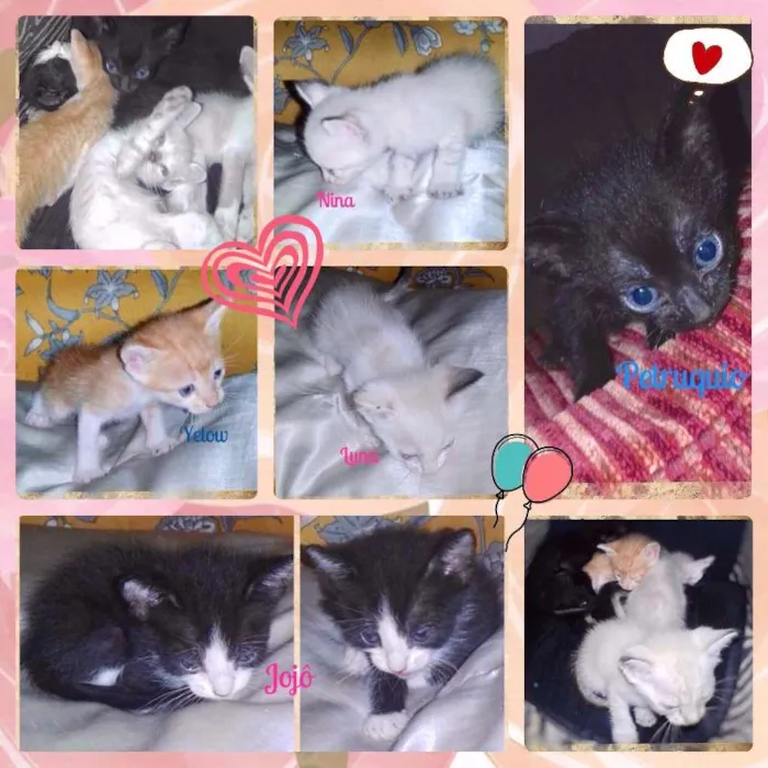 Gato ra a SRD idade Abaixo de 2 meses nome Bebês