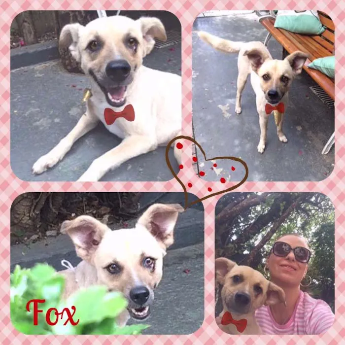 Cachorro ra a  idade 4 anos nome Fox