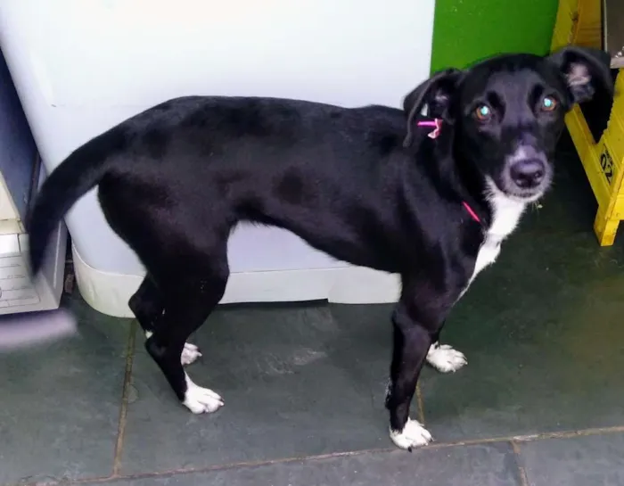 Cachorro raça SRD idade 7 a 11 meses nome Sandy
