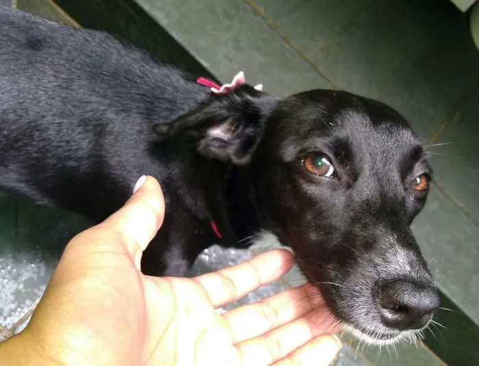 Cachorro raça SRD idade 7 a 11 meses nome Sandy
