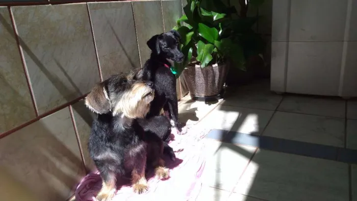 Cachorro raça SRD idade 7 a 11 meses nome Sandy