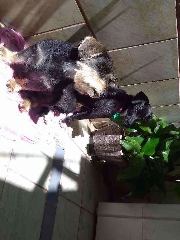 Cachorro raça SRD idade 7 a 11 meses nome Sandy