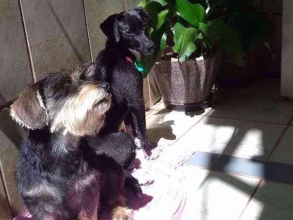Cachorro raça SRD idade 7 a 11 meses nome Sandy