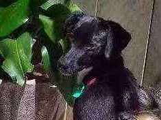 Cachorro raça SRD idade 7 a 11 meses nome Sandy